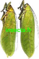Sasuma (=Pseudophyllus) hercules. macho (envergadura 190mm+-)