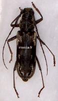 Pachydissus camerunicus male A-