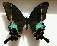 Papilio krishna krishna  pareja