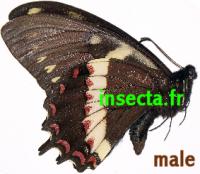 Papilio aristeus (nematius) coelebs m&acirc;le A-