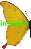 Papilio nobilis crippsianus Male A1/A-