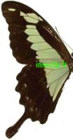 Papilio phorcas congoanus M