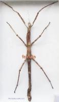 Tirachoidea westwoodi hembra 210mm