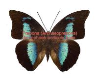 Prepona (Archaeoprepona) demophoon andicola male