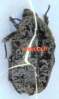 Pseudoprotaetia Anoplochilus Xeloma Cetonia amakosa m&acirc;le