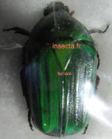 Ptychodesthes bicostata setulosa female