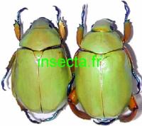 Chrysina (Plusiotis) adolphi couple femelle A-