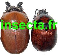 Dicaulocephalus feae trio(=macho+grande macho+hembra)