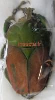 Stephanocrates preussi m&acirc;le 35mm bicolor brun vert