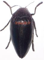 Sternocera orissa variabilis noir