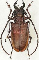 Priotyranus mordax pair (male 53mm Detached middle leg) (female 48mm)