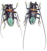 Sternotomis (=ultiolemur) pupieri couple (m&acirc;le 41mm) (femelle patte interm&eacute;diaire gauche d&eacute;tach&eacute;e)