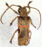 Thylactus insignis female