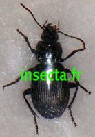 Rare Carabidae sp.(Merida 2600m)