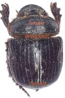 Heliocopris hamadryas female