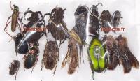 m&eacute;lange set de 70 Coleoptera et autres insecta A1et A- (Palabana area)