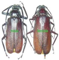 Macrotoma (Macrotoma) serripes Couple (m&acirc;le 53mm; femelle 65mm)