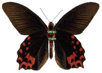 Atrophaneura (Papilio) semperi aphtonia pareja