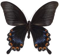 Papilio ascalaphus ascalaphus m&acirc;le