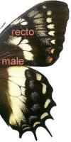 Papilio cacicus inca macho