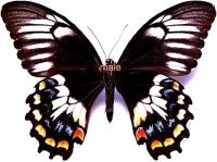 Papilio gambrisius ambelauensis m&acirc;le A1A-