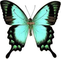 Papilio lorquinianius albertisi m&acirc;le