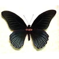 Papilio memnon crenata pareja