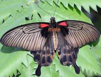 Papilio lowi couple (femelle suffusus)