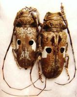 Prosopocera bipunctata bioculata pair A-