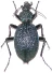 4-Carabidae