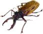 43-Cerambycidae