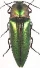 32-Elatiridae