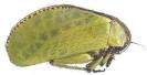 122-Orthoptera