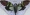 Ganaea cheni (ailes ouvertes) envergure 70mm