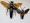 Megascolia procer pair (prepared, wings open: female 68mm wingspan 98mm; male 40mm wingspan 70mm)