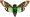 Tosena splendida male (opened wings) span 120mm