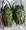 Eudicella schultzeorum subvittata couple A1A-