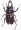 Neolucanus delicatus macho negro 42mm A-