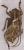 Phryneta semirasa m&acirc;le grey/brown A-