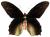 Atrophaneura (Papilio) semperi aphtonia couple