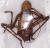 Armoured corn cricket (Tettigoniidae Bradyporinae Pycnogaster specie) A-