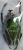Dicronorhina derbyana layardi male 45mm+- grasienta