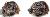 Heliocopris andersoni (=anguliceps; gigas; coriaceus; isidis) male 52mm