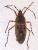 Hemiptera: Pyrrochoridae: Dysdercus chiriquinus A-