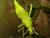 Heteropteryx dilatata hembra 150mm+- A-