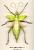 Heteropteryx dilatata female 150mm+-