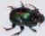 Onthophagus mouhoti male
