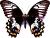 Papilio gambrisius ambelauensis m&acirc;le A1A-