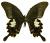 Papilio helenus hytaspes m&acirc;le