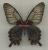 Papilio lowi m&acirc;le A2